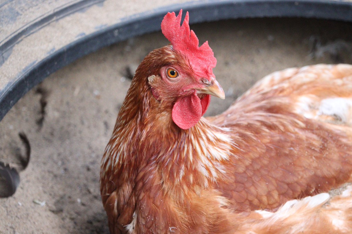 OurBackyard3's tweet photo. いつの間にか見る専門になっちゃってたけど、みんな元気です🐥🐥🐓🐓 https://t.co/APppU1NNdC