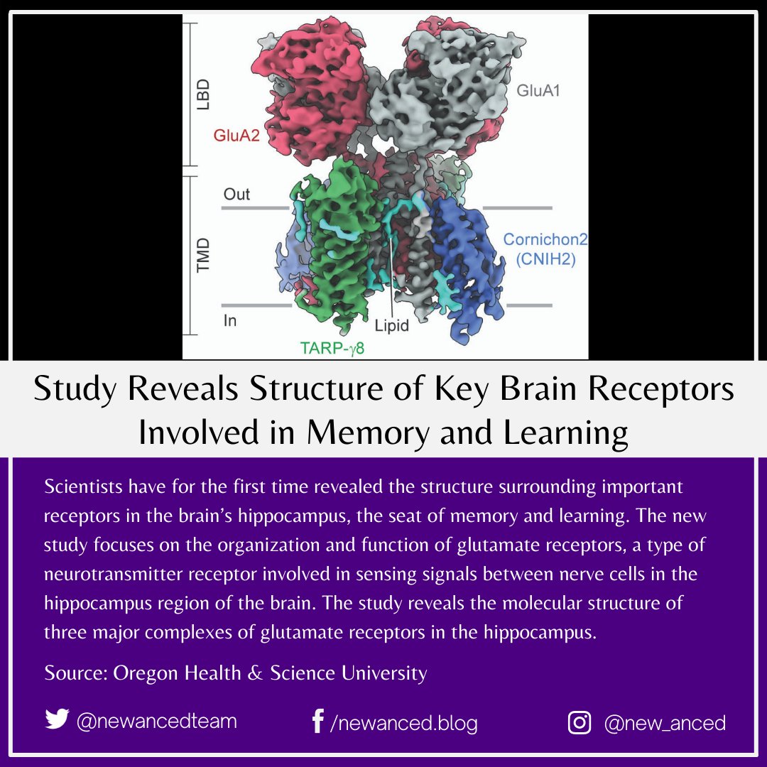 sciencenstuf's tweet photo. Study Reveals Structure of Key Brain Receptors Involved in Memory and Learning
Source: Oregon Health & Science University
📷 OHSU
#health #news #brain #receptors #memory #learning #hippocampus #braincells #sensing #oregonhealthandscienceuniversity
https://t.co/cje3kXDXJH https://t.co/vLO8lckPpa