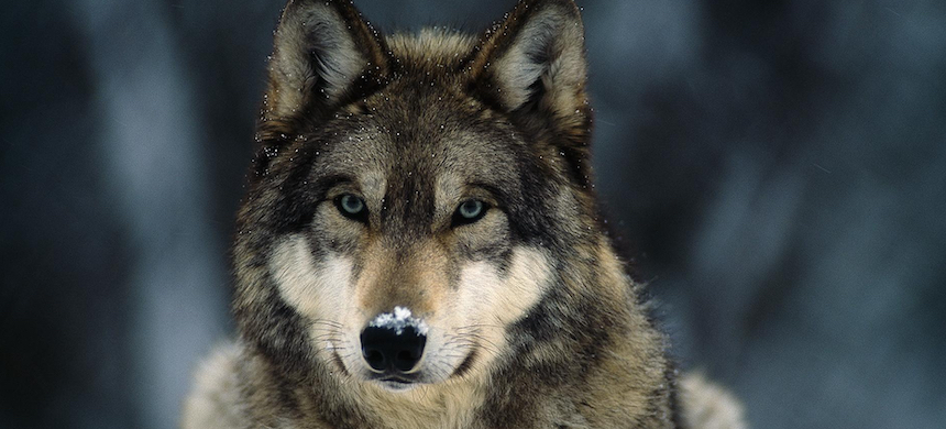 RSNNOW's tweet photo. How Wolves and Other Wildlife Help Us Fight for the Climate
https://t.co/oKOEx1xPoV https://t.co/HX2VXxK8VY