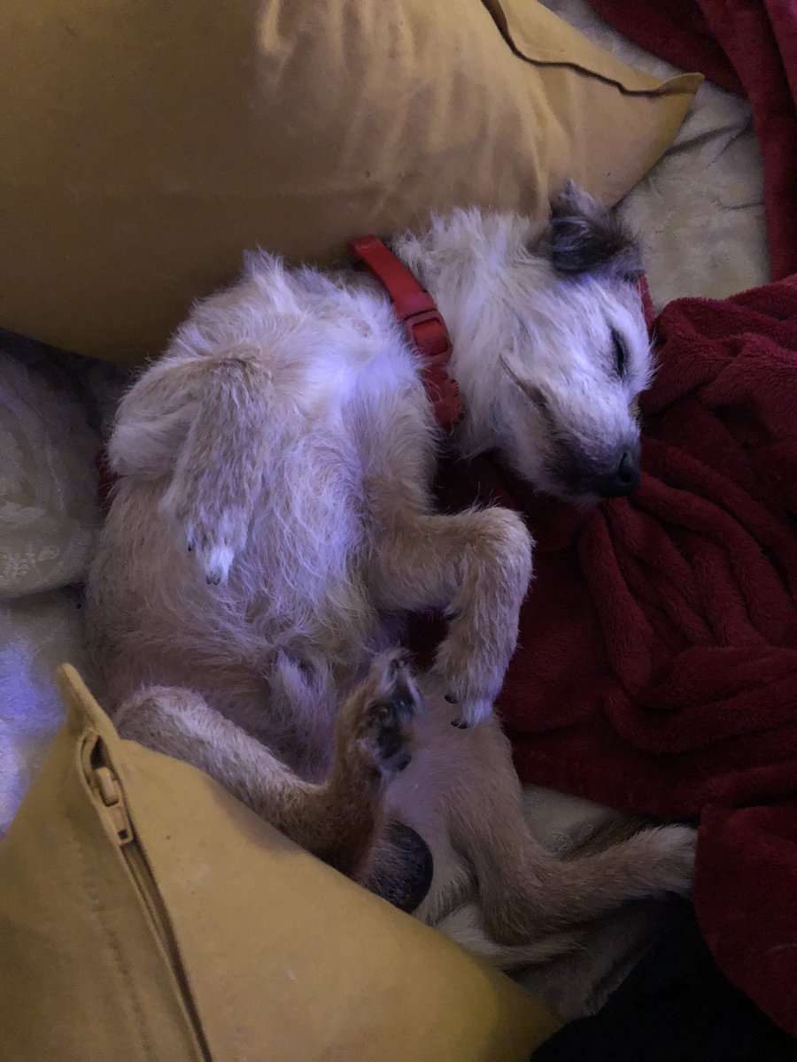 TweetCarlaTweet's tweet image. Me: watching #Eurovision screaming for @thisismaneskin to win.

My dog: zzzzzzzzzzzzzzzzzzzz

#code24 #Italy