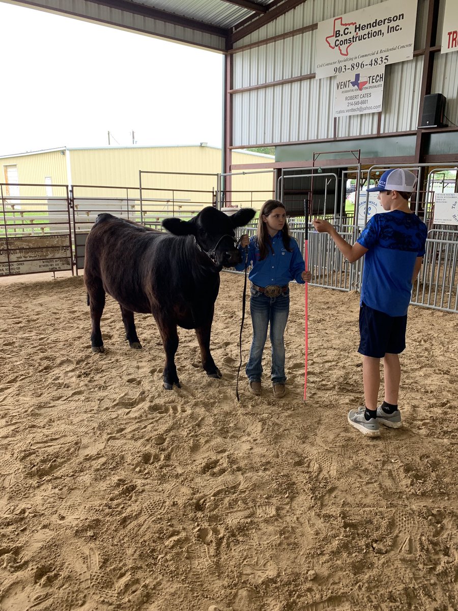 cantonffa's tweet image. 💙💛🐂 Martins Mill FFA Show 🐂💛💙

Gabe Beverly placed 2nd with his Shorthorn, Caiti Beverly placed 2nd with her Simmental, &amp;amp; Clay Conway won his class with his new Charolais - and had a pretty eventful first outing!