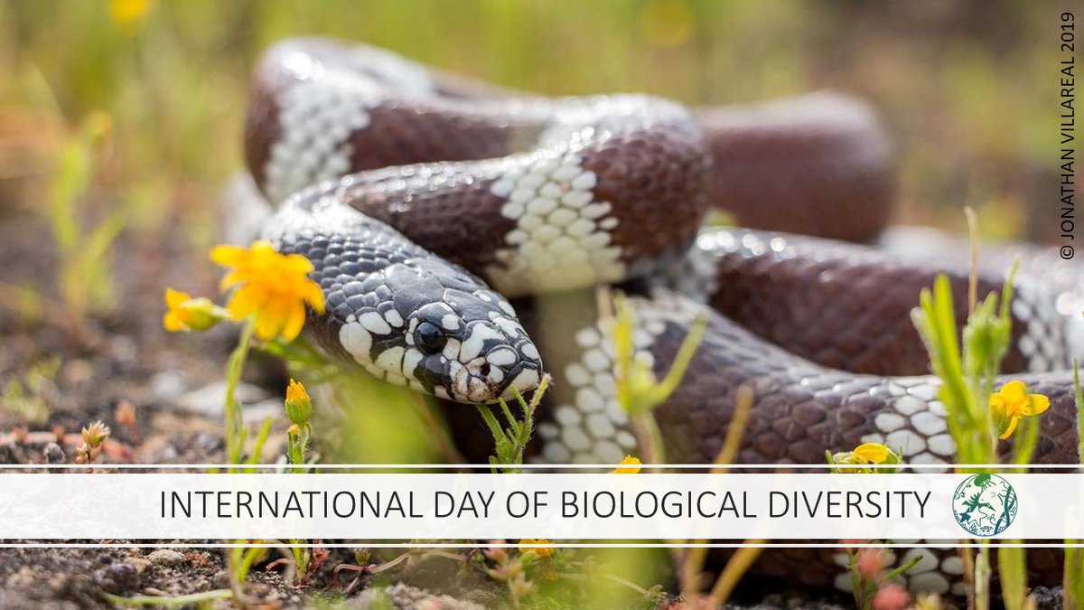 Today is the #InternationalDayOfBiologicalDiversity let us know what your favorite organisms are by answering or citing this tweet!