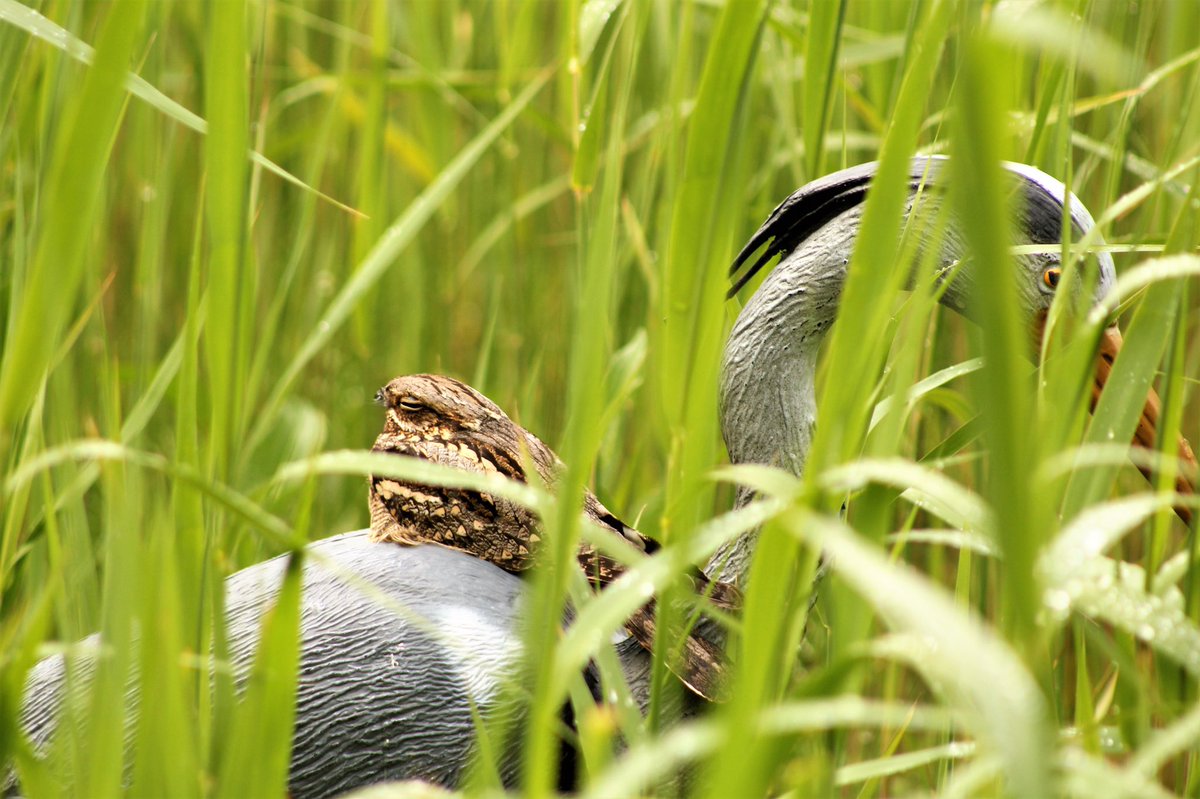 Sean McCormack MVB 🏳️‍🌈🇮🇪(he/him) tweet media