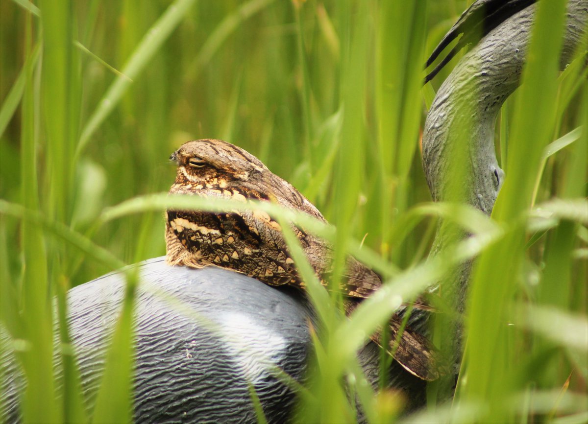 Sean McCormack MVB 🏳️‍🌈🇮🇪(he/him) tweet media