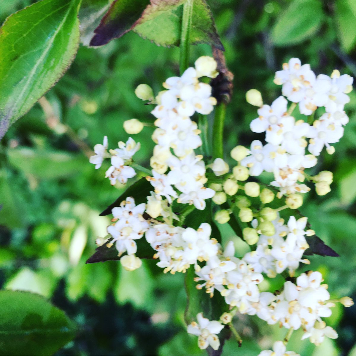 YukiSolle's tweet photo. Love the elderflower buds coming through hmmm 🤔 I’m thinking cordial, champagne or maybe a sweet of some sort? Thinking elderflower Turkish delight😉last years rose &amp; elderflower champagne was too good ...let’s see  🥂 the scent on our walk today was just divine 🥰#elderflower https://t.co/ueNsZNkdqV