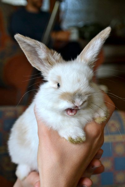 attackofthecute's tweet image. Hand over all your carrots! attackofthecute.com/on/?i=7906