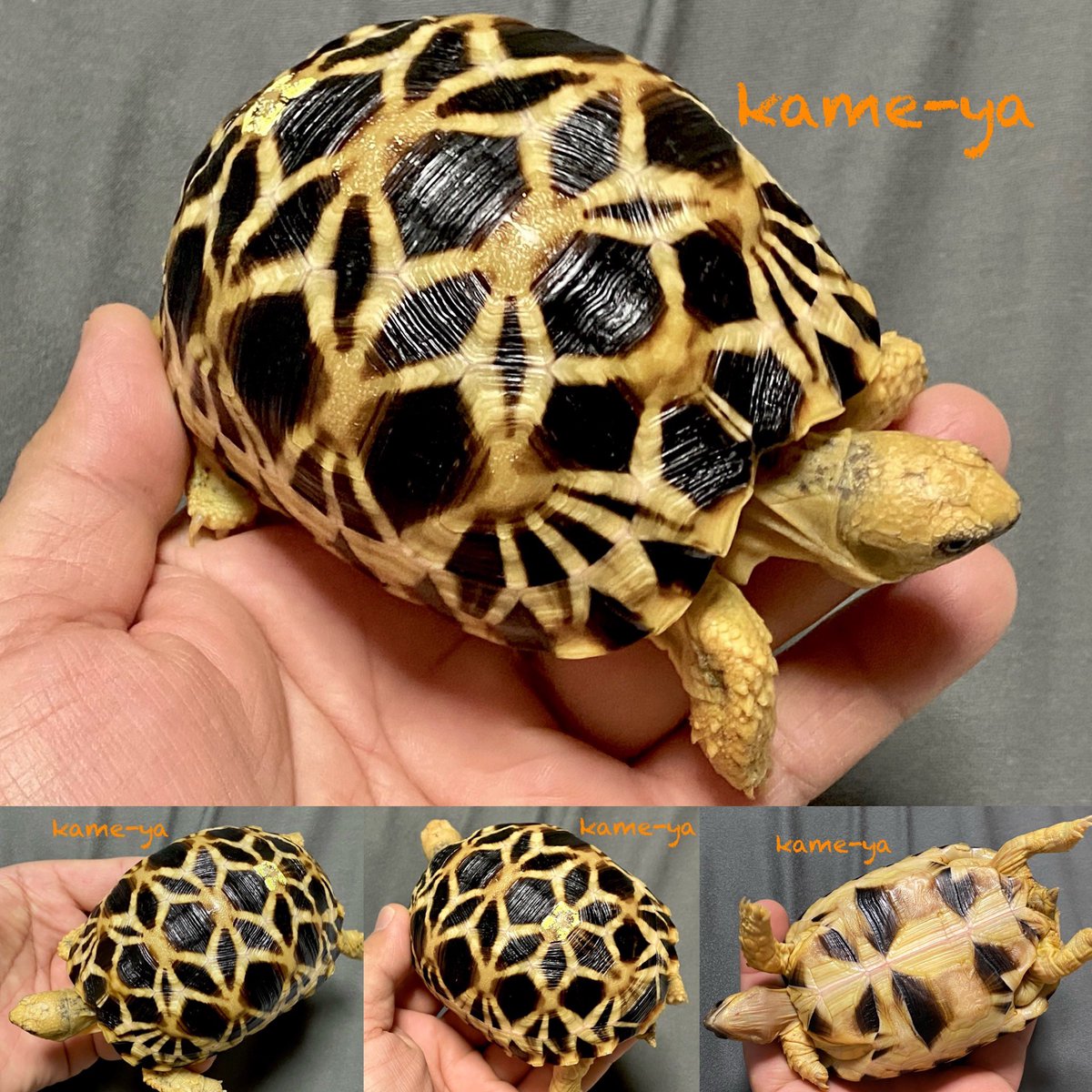 Kame Yaナオ 成長が1番早い個体です 画像だと伝えきれないな お気に入り個体 販売紹介ではないです ビルマホシガメ Kame Yaナオ 成長が1番早い個体です 画像だと伝えきれないな お気に入り個体 販売紹介ではないです ビルマホシガメ