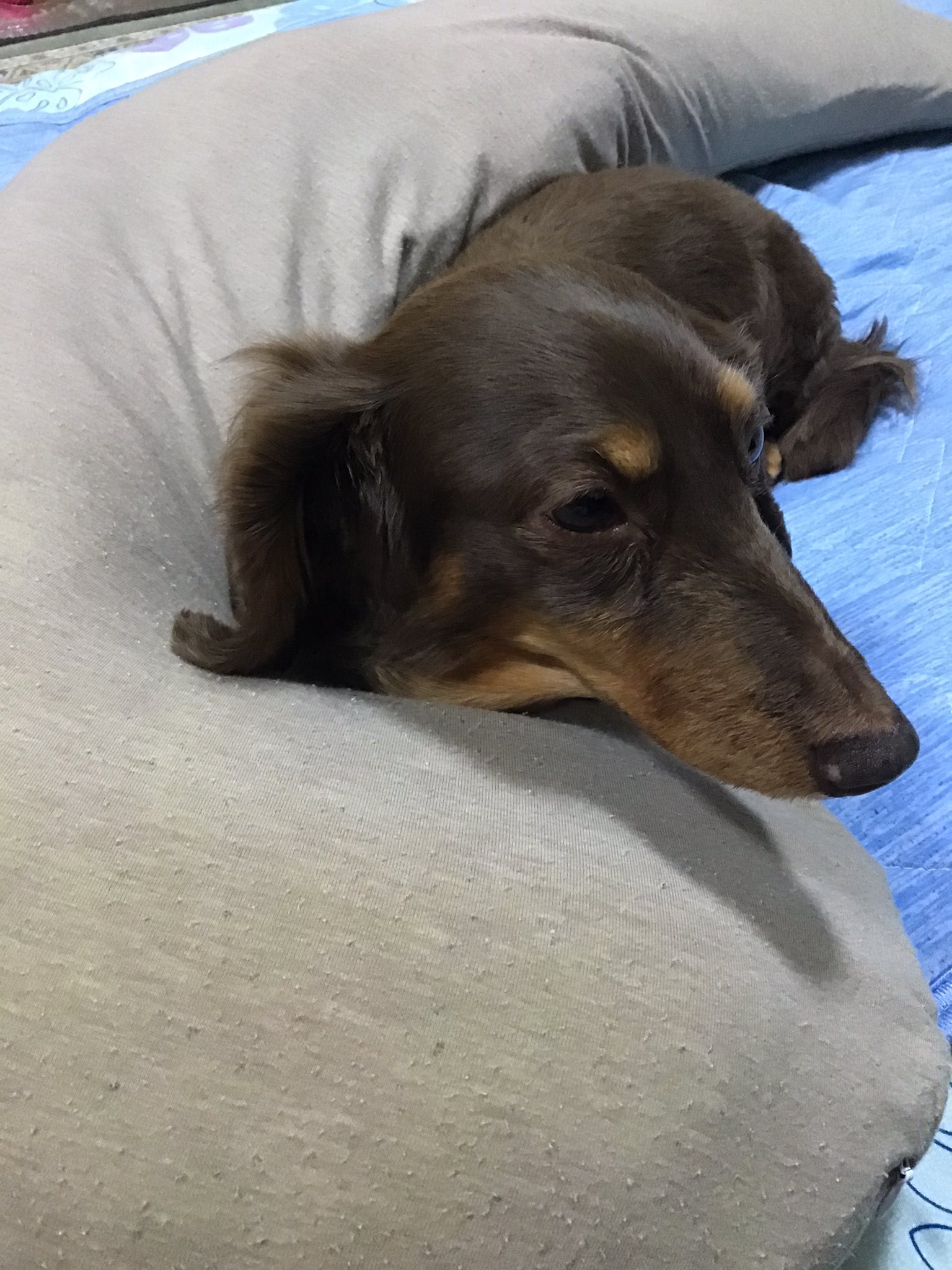 くりみ 大事な抱き枕がぁ ミニチュアダックスフンド クレア 犬 犬好きさんと繋がりたい T Co 8bouc3zeph Twitter