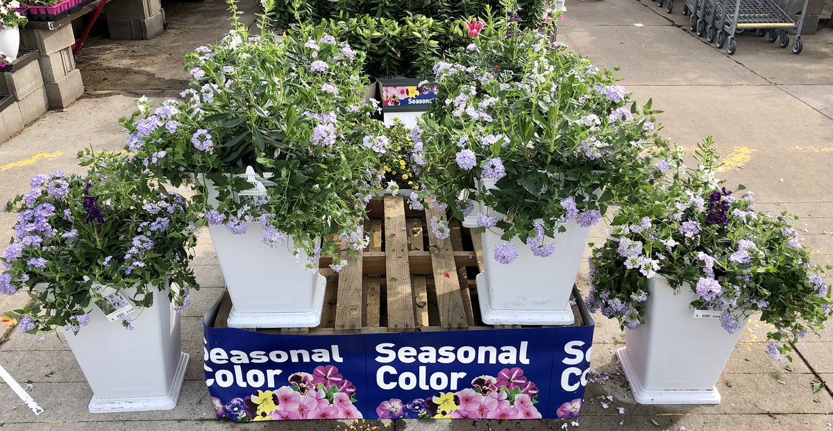 So the saying goes, ‘Go Big or Go Home’, <a href="/Lowes/">Lowe's</a> we say, ‘Go Big and TAKE IT HOME’! These grand planters with a combo mix of #ProvenWinners #LavenderStorm are sure to please and certain to be the envy of the neighborhood! <a href="/BattlefieldFarm/">Battlefield Farms</a> <a href="/LBishPlants/">Lora Bishop</a> <a href="/TipToeTyler/">Tyler Combs</a> <a href="/AlanWal73481862/">Alan Waller</a>