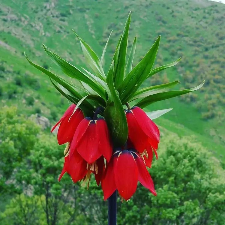 AfsaneAtmani's tweet photo. #شەهید گوڵە
شەهید ئەستێرەی ئاسمانی نیشتمانە
شەهید پەپوولەی رەنگینی باڵی
باغی گەلە و …
رۆحی هەڵۆی بەرزەفڕی…
شاخەكانی كوردستانە.

گوڵه کانی کوردستان🌹🌹 https://t.co/LxqJ3JJPJR