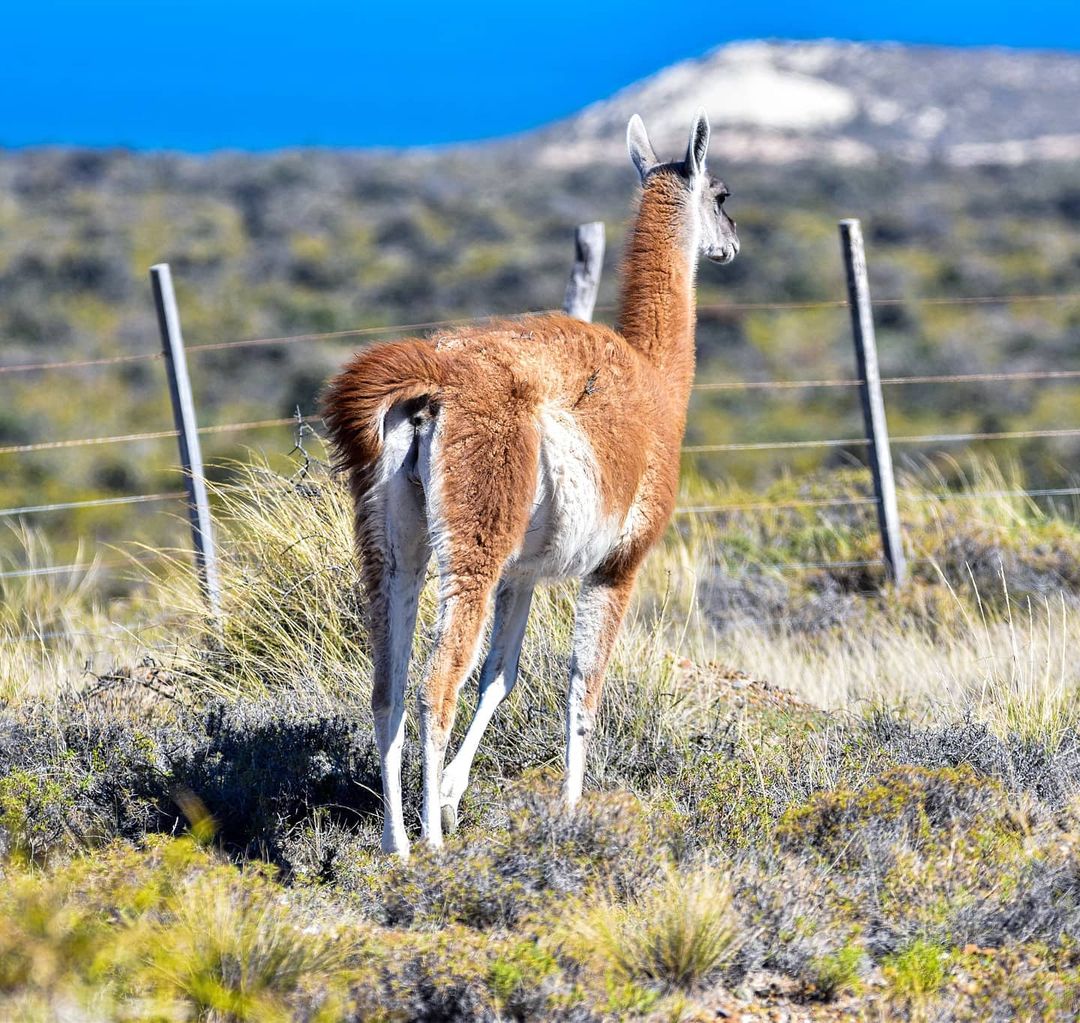 InfoturChubut tweet picture