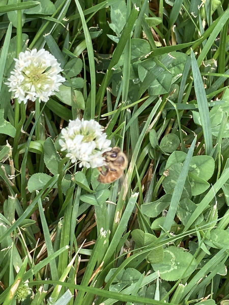 EPsBackyardBees tweet picture