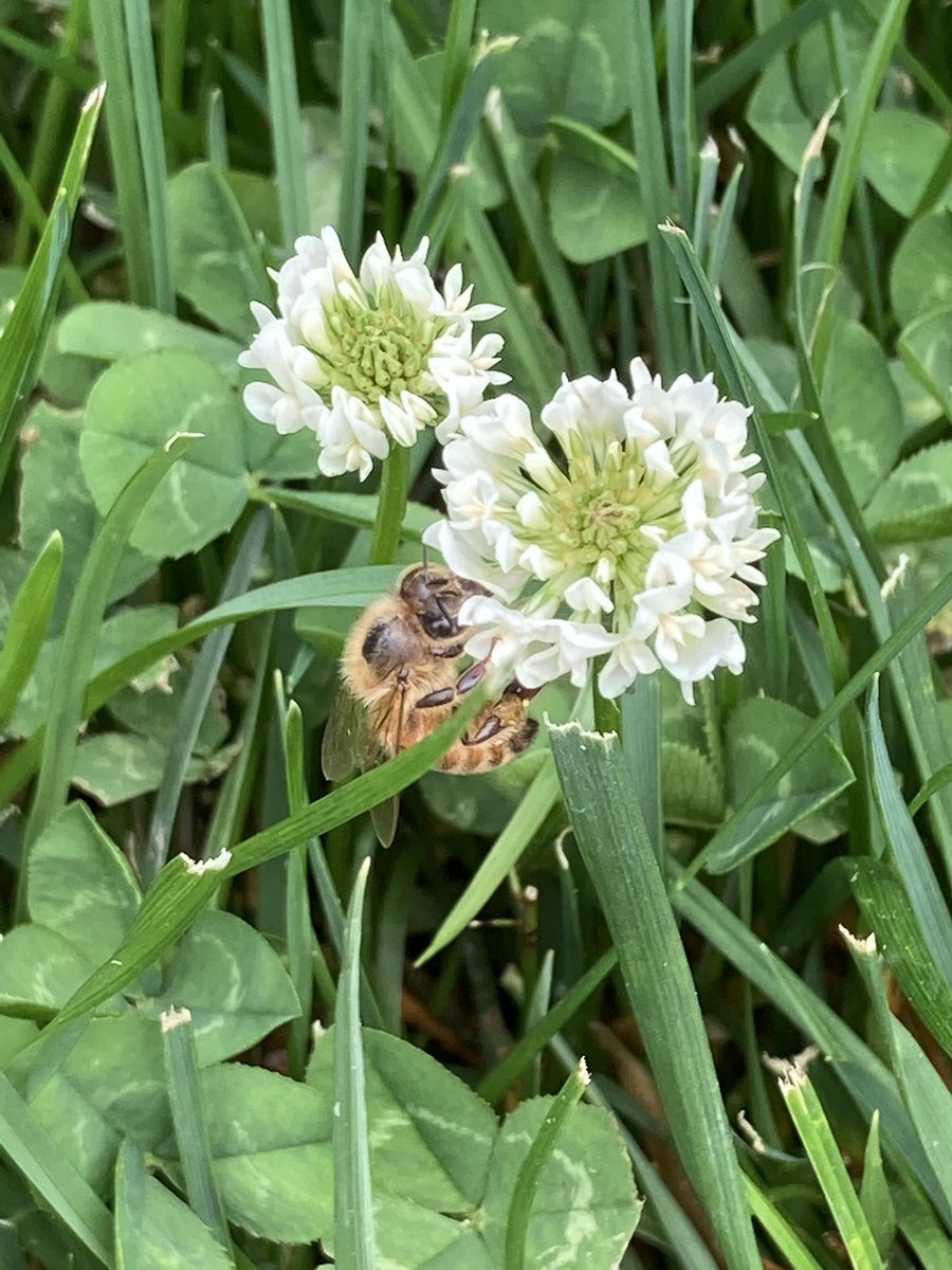 EPsBackyardBees tweet picture