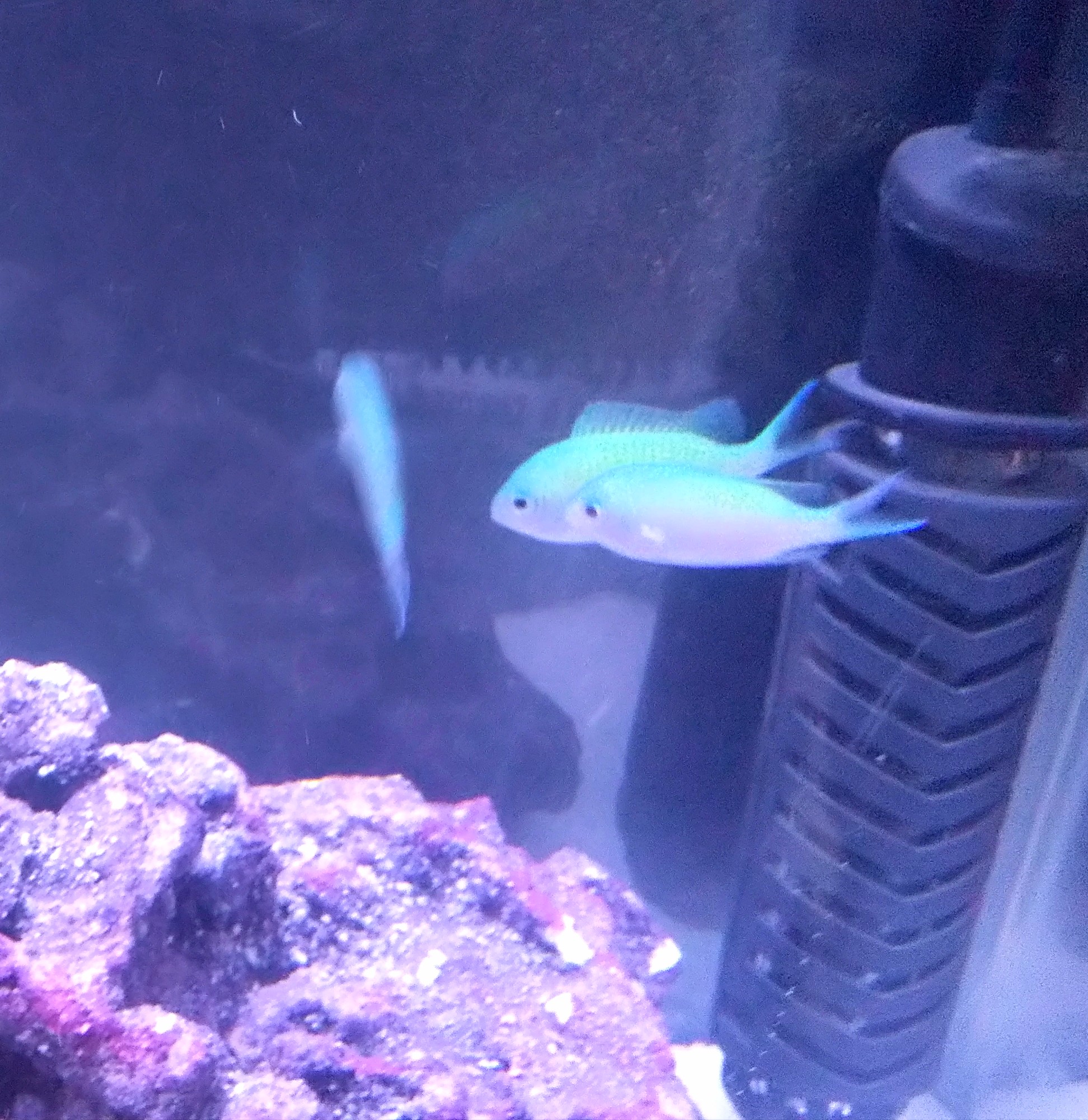 鏡蓮 私 デバスズメダイ大好き 水色 黄緑色に光の加減で変化する体色が綺麗で可愛い 今回の水槽かなり綺麗 水面の揺らぎが絶妙だし 夜青いライトだけにしたら水槽が一気に近未来的で宝石みたいで最高 マリンアクアリウム アクアリウム 海水魚