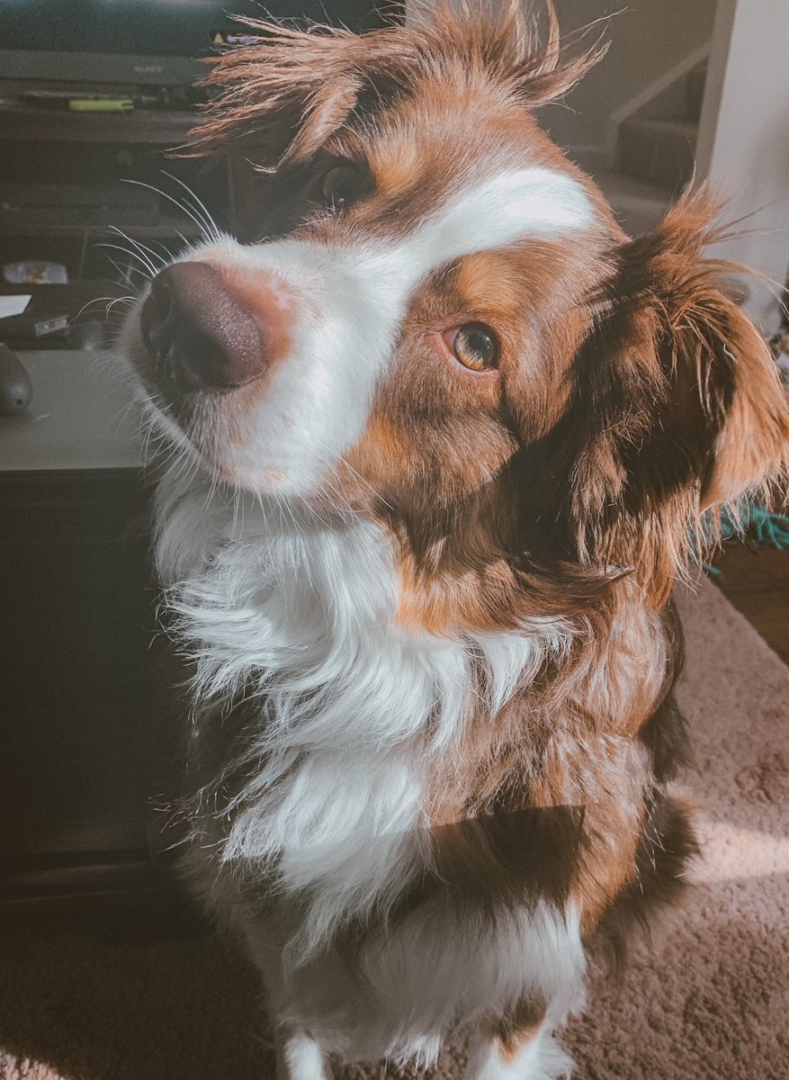 noxymoon's tweet photo. This is MY dog 😭😭😭 https://t.co/brjz2ZidgH