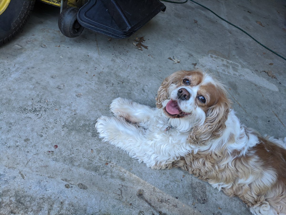 Forget the vaccine, what are they putting in the tick chewy things we give our dogs?  I keep trying to tell our vet that we have a 190# dog.