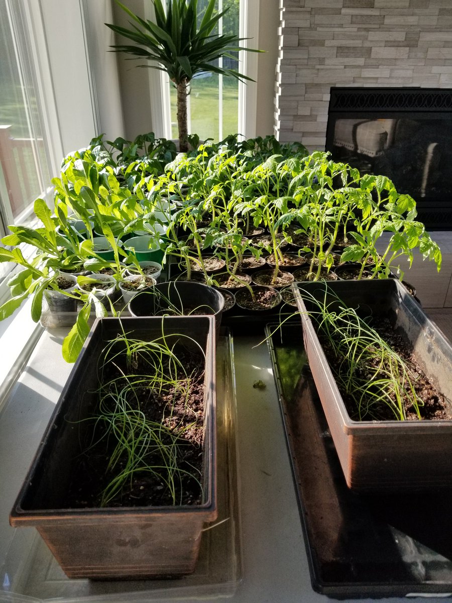 Our #veggies, planted indoor from seeds, will finally be moved outside to our #RaisedGarden beds tomorrow! The warm #Minnesota weather has finally arrived! Roma tomatoes, red peppers, green peppers, jalapenos, romaine and scallions galore! #gardening #VegetableGardening https://t.co/Hc1BaSfjeL