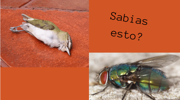 JanBaptisteVan's tweet photo. Un ejemplo de Generación Espontanea que se puede ver es cuando un pájaro muere en la calle, moscas mayormente de color verde, aparecerán para consumir el cadaver de dicho pájaro #generacionespontanea #DatoCurioso https://t.co/YwtZBMTRiK