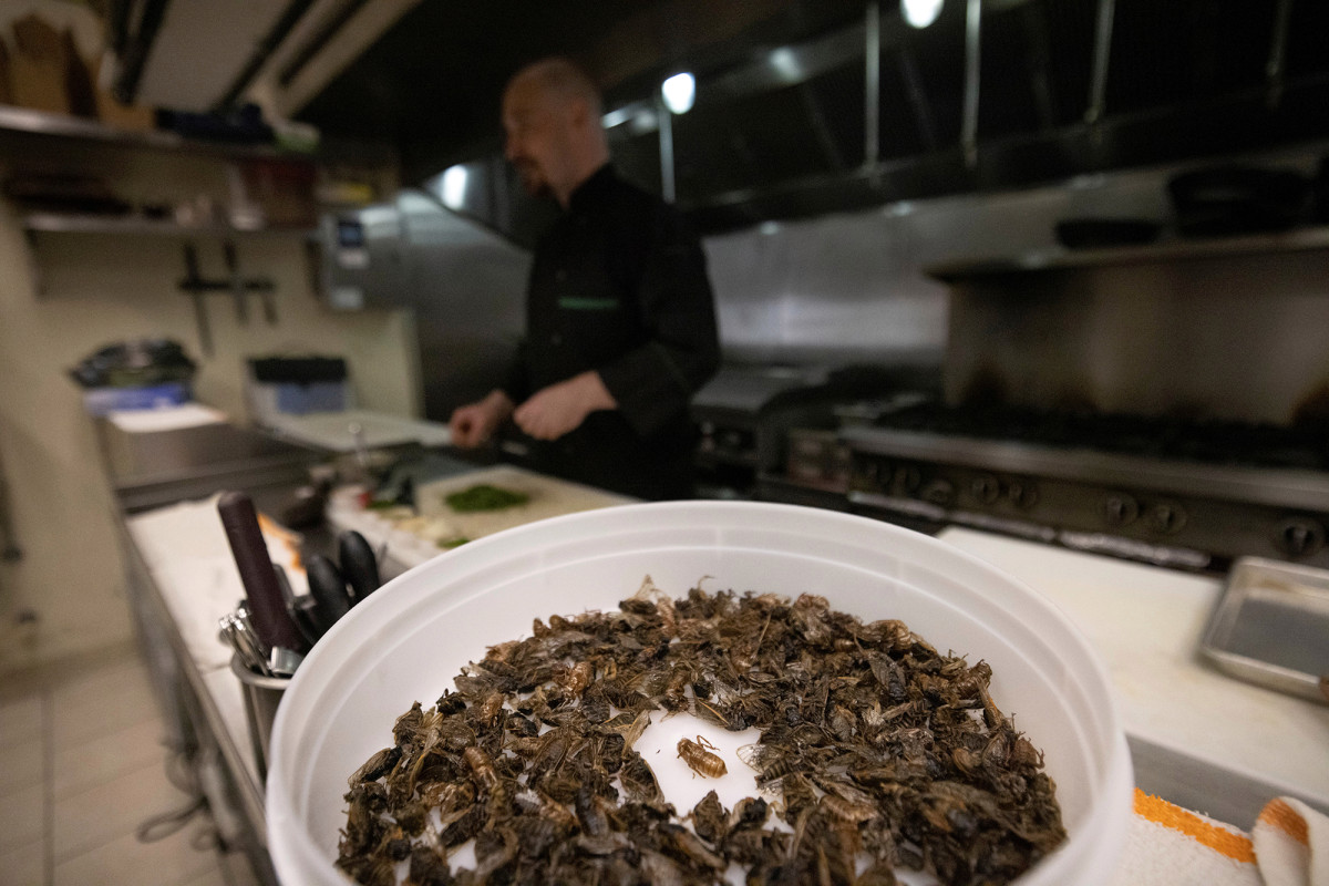 Guess who's coming to dinner? Virginia chef serves up tasty cicada tacos