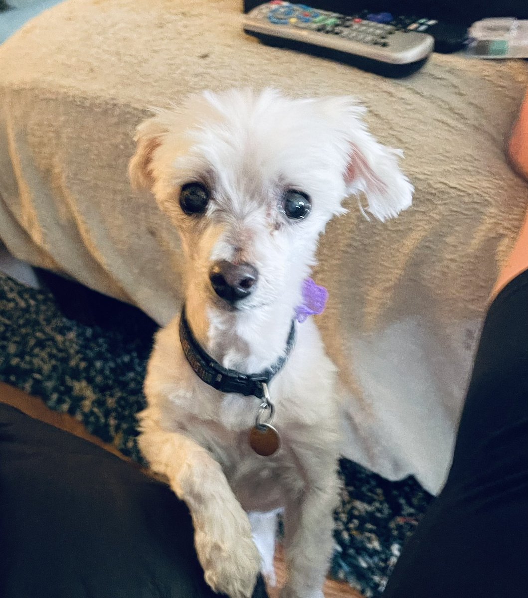 missannielynn's tweet photo. Hello mom. I don’t know if you noticed the time...but it’s foods time. Yes it is. #lizzieproblems https://t.co/TMZ8ykmYM6