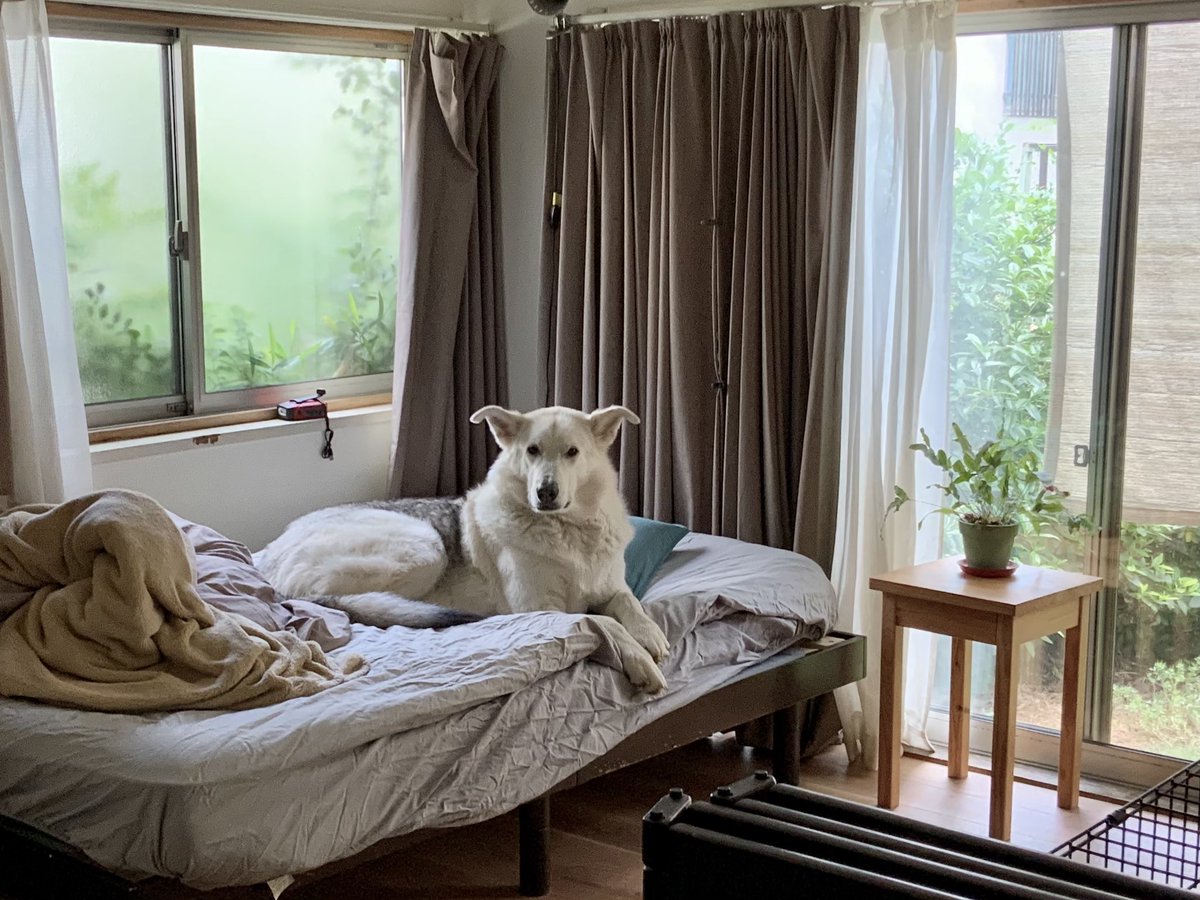 カビキラーで掃除中にワンコが舐めに来ちゃって 焦って 危ない と怒鳴ったら耳が変な角度になったまま距離置かれてる Togetter