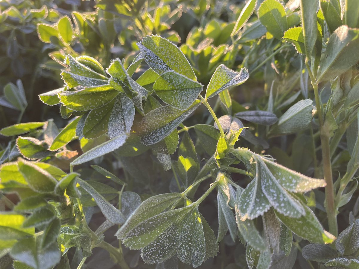 USUCropGuy's tweet photo. If it would quit freezing every night, maybe the alfalfa could actually grow... https://t.co/Phx5vLAdKe