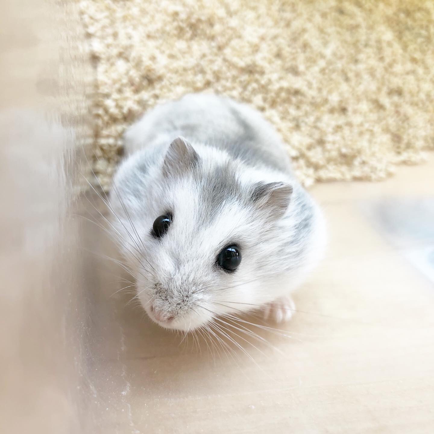 ハムスターカフェ Mogumogu 本日も通常通り営業しております 最終受付は17 30となりますのでご注意下さい お写真はジャンガリアンハムスターさん ブルーサファイアカラーの女の子です スタッフ ハムスター Hamster ジャンガリアンハムスター