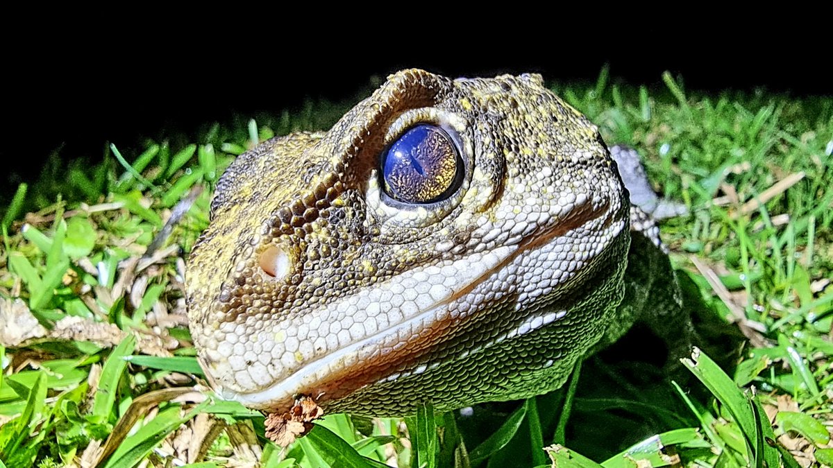 docgovtnz's tweet photo. #DOCBoss @lou_sanson snapped this incredible pic of a tuatara, while visiting the amazing Te Hauturu-o-Toi / Little Barrier Island Nature Reserve this weekend.

Find out more here: https://t.co/IHhOK84SkY https://t.co/5kd0sjRQA6