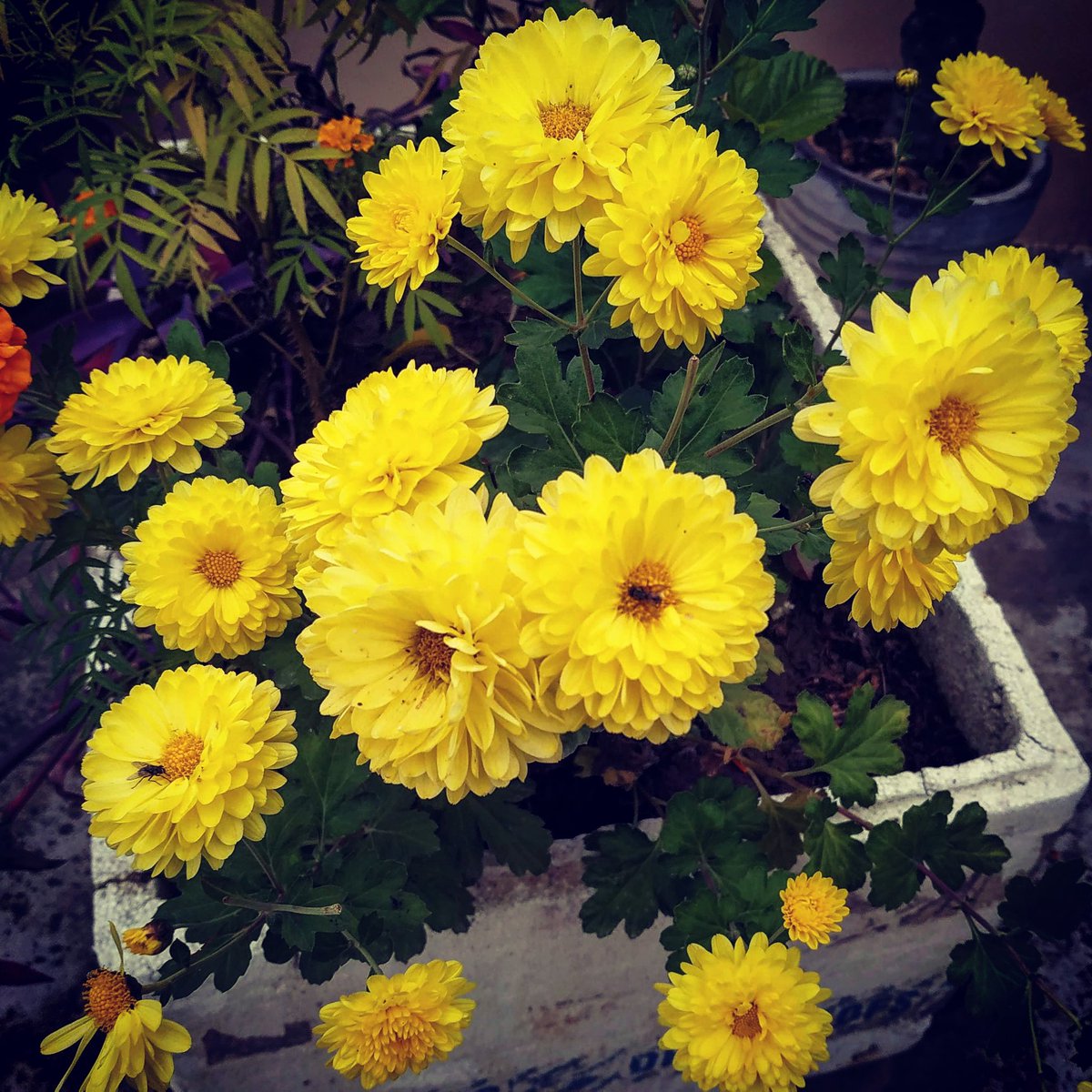 Merabagicha's tweet photo. Trying to capture this beauty with different angles.🥰
#naturelover #blooms #chrysanthemumflower #chrysanthemum #yellow #amazing #chrysanthemumdrawing #beautiful #photooftheday #chrysanthemumblooms #flowermagic #chrysanthemums #naturephotography #naturephoto #mothernature https://t.co/FXjRUkpP8x