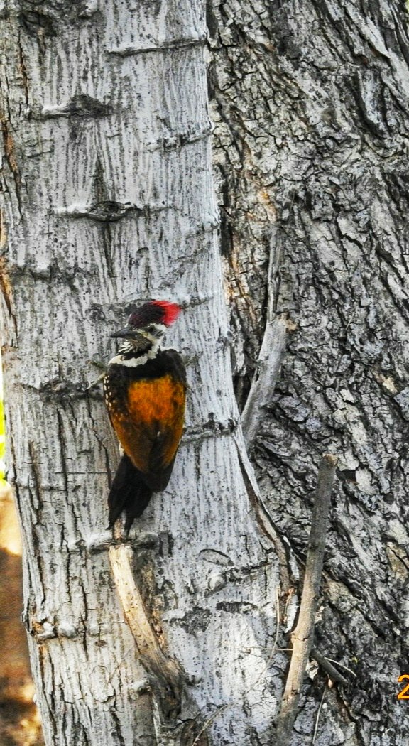 madhvi15's tweet photo. Woodpecker it is! #NaturePhotography #birdwatching #naturelovers #birdlovers #flameback #picoday2021 #birds #woodpeckers #PicOfTheDay https://t.co/AANbgfdJBL