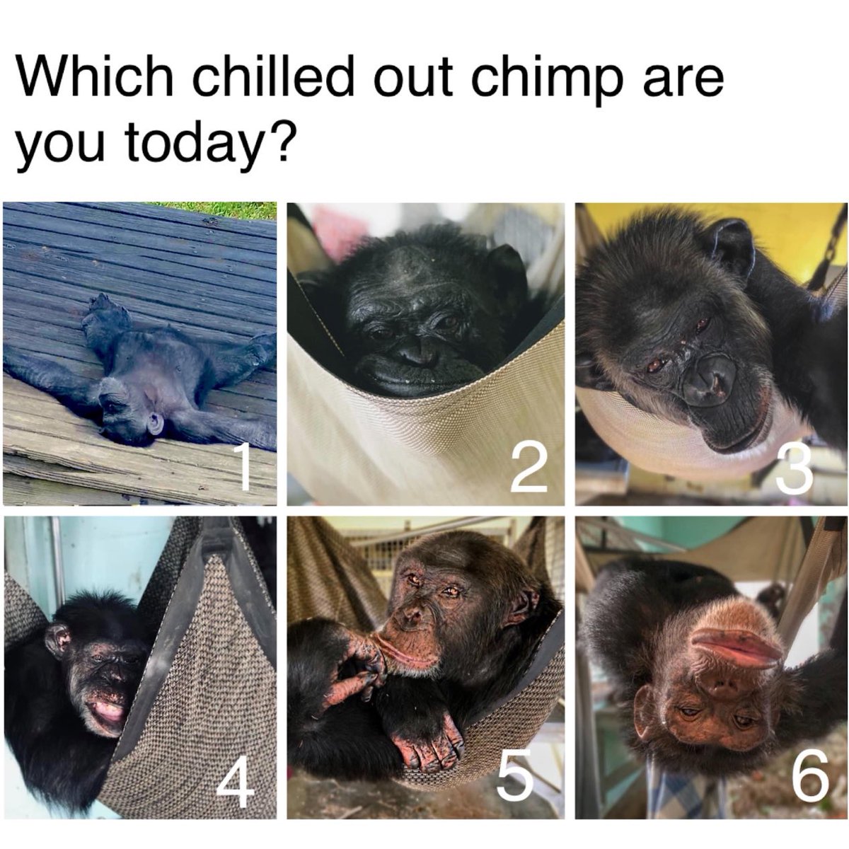 SaveTheChimps's tweet photo. How zen are you today knowing that the weekend is here? Pick your chimp and let us with a reply! https://t.co/Mh4hHQXcuK