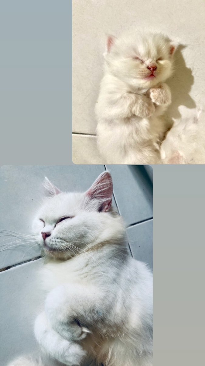 wafiqbadri's tweet photo. Mak borek, anak rintik 🐈 https://t.co/gXqsK2WqY9