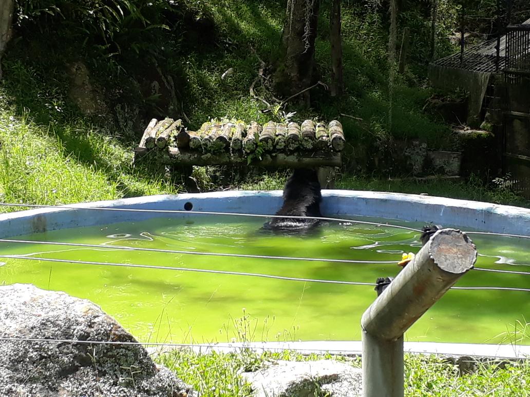 f_vargas2's tweet photo. Por otro lado, se aprovechó para invitar al #pueblo #merideño a sumarse al #programa de #apadrinamiento del cuál pueden solicitar información en el #IG del parque #Zoológico.
. #suodesomostodos
. #zoo 
. #naturaleza 
. #animales 
. #merida 
. #venezuala🇻🇪 https://t.co/0AQCTBZtFh