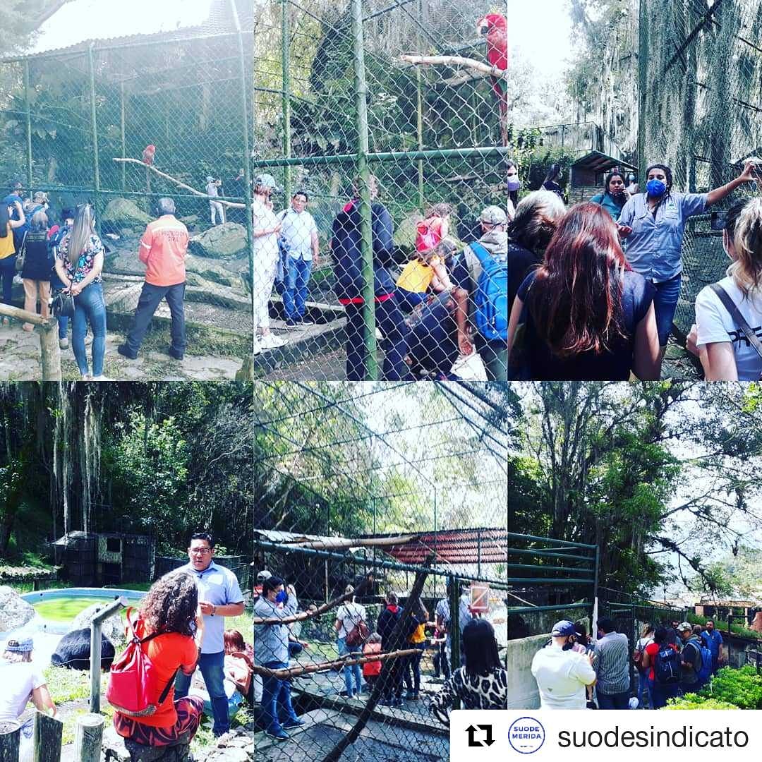 f_vargas2's tweet photo. El día de hoy #22 de #mayo estuvimos en el acompañamiento guiado, convocado por el ING @luismillanmda  Presidente de @cormeturaldia y la ING @gerimily  Coordinadora del @parquezoologicomerida a diversos medios de comunicación, https://t.co/RuJ9V8gYXk