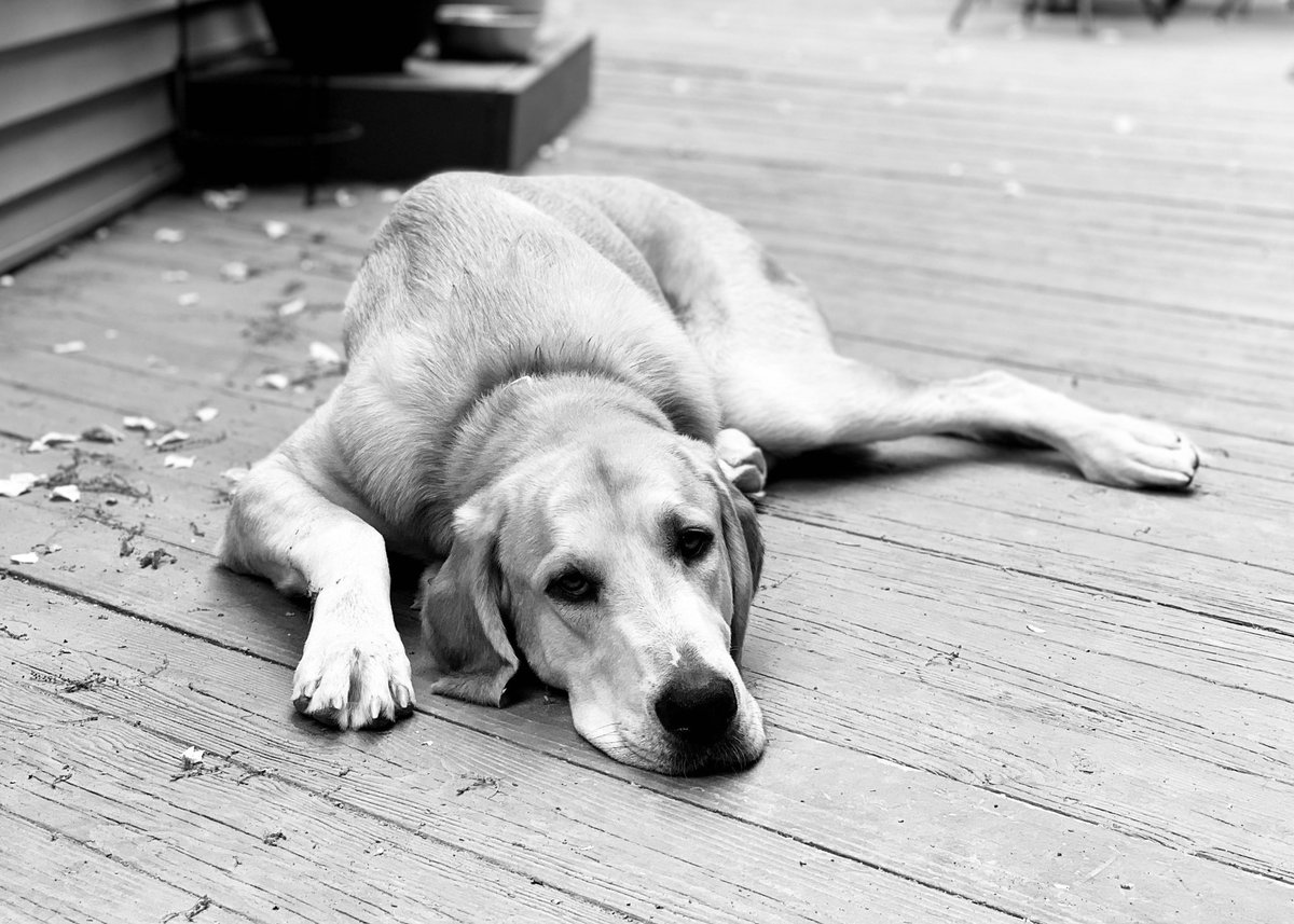 ZoeDex1's tweet photo. This is my brother Dexter. He may be Golden, but we shouldn’t hold that against him #dogsoftwitter #dogs @dog_rates @BWPMag https://t.co/4b4rz87ZgQ