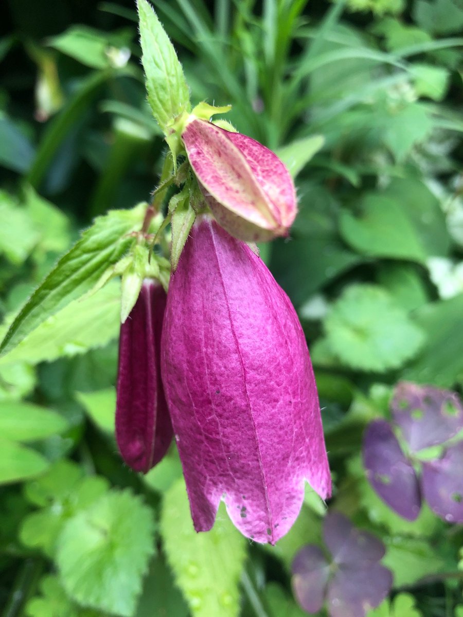 ウッドクラフトグッズ ジャパン ホタルブクロ 蛍袋 釣鐘草 提灯花 行灯花campanula Punctataの花 がお庭にこの時期は咲く キキョウ科 ホタルブクロ属 原産国 日本 朝鮮半島 中国 雨落ちんとす釣鐘草はうなだれたり 種田山頭火 昔の子供達が蛍を