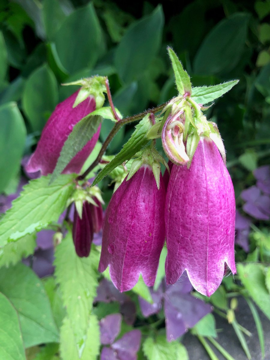 ウッドクラフトグッズ ジャパン ホタルブクロ 蛍袋 釣鐘草 提灯花 行灯花campanula Punctataの花 がお庭にこの時期は咲く キキョウ科 ホタルブクロ属 原産国 日本 朝鮮半島 中国 雨落ちんとす釣鐘草はうなだれたり 種田山頭火 昔の子供達が蛍を