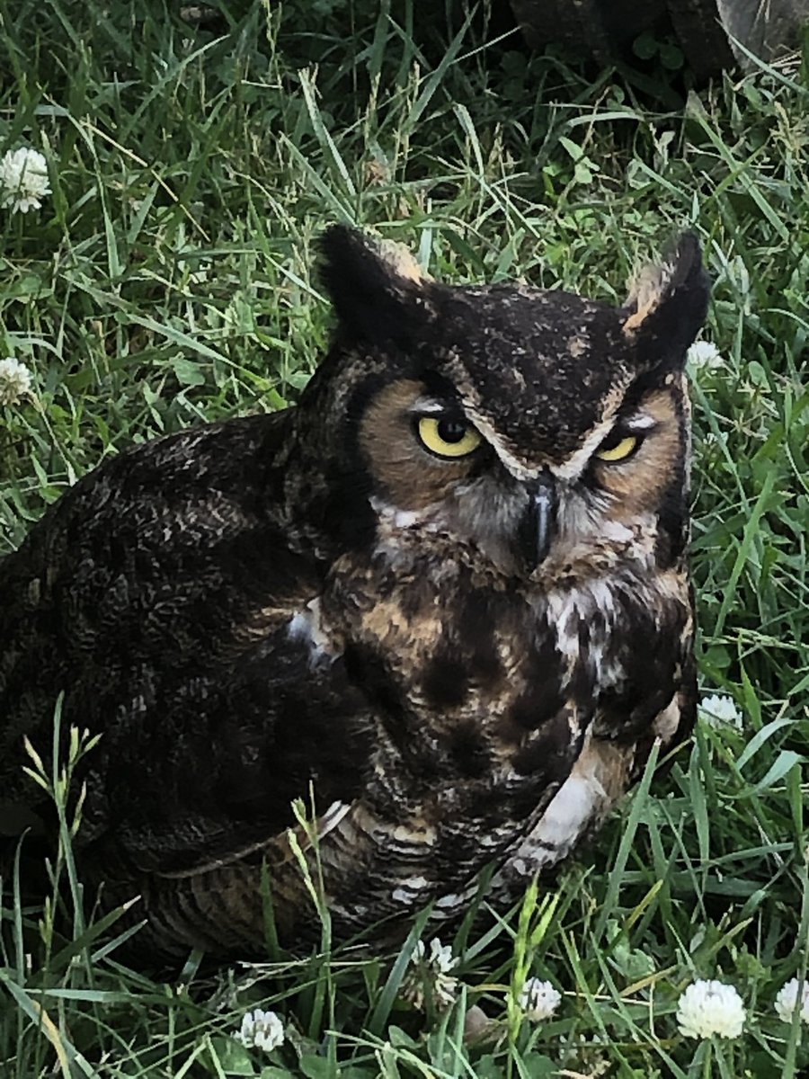 ChelseaOgden's tweet photo. Hubs came within 2 feet of an owl in our backyard tonight. @WSMV #nashvillenews #cookevilletn #owlsighting https://t.co/l5iqFes7wJ