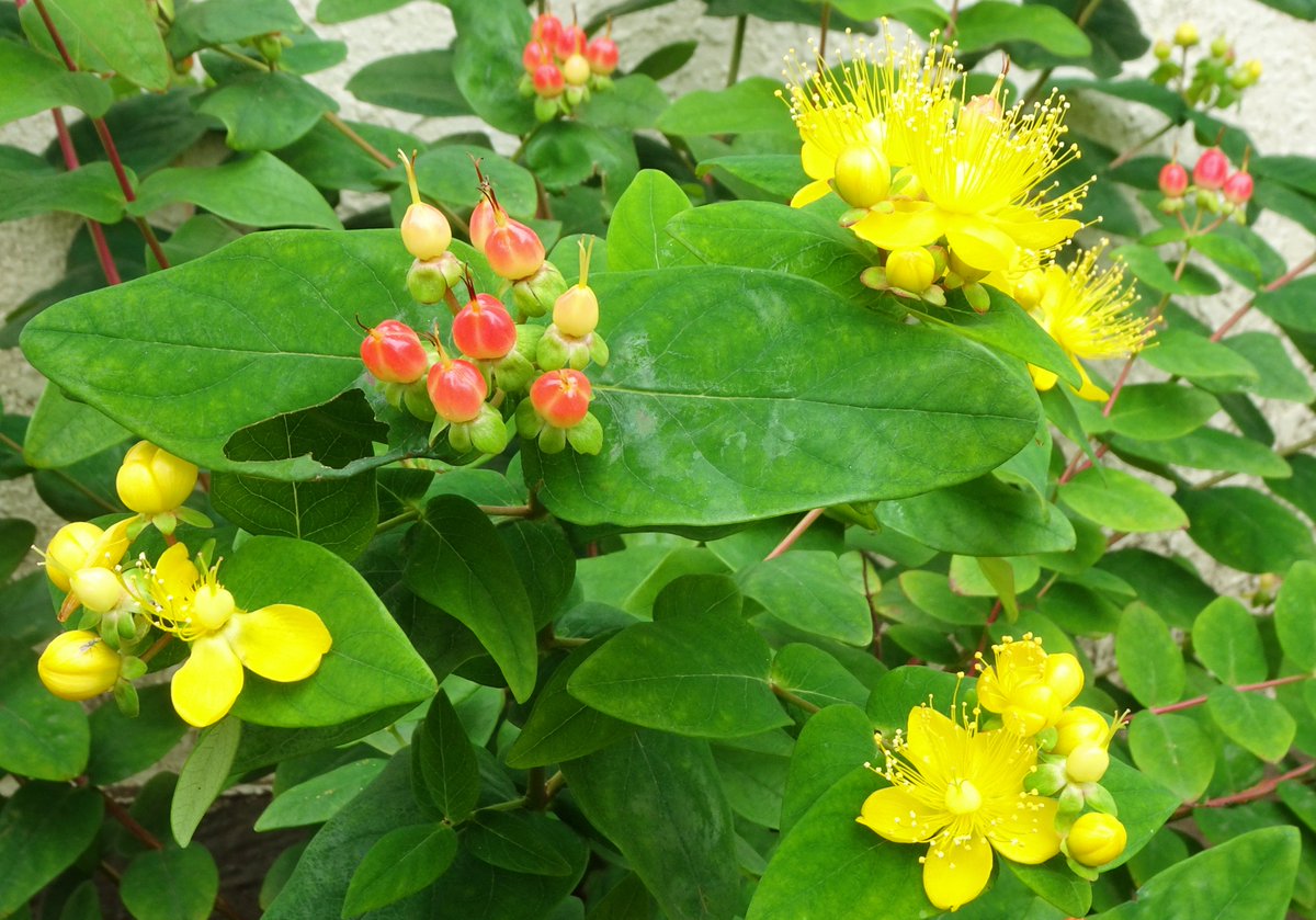 コボウズオトギリ Twitter Search