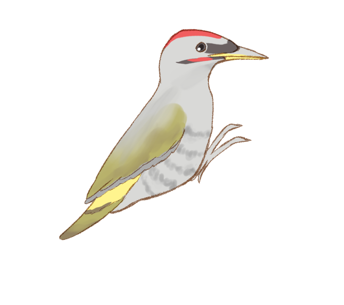 鳥のイラストのtwitterイラスト検索結果 鳥のイラストのtwitterイラスト検索結果