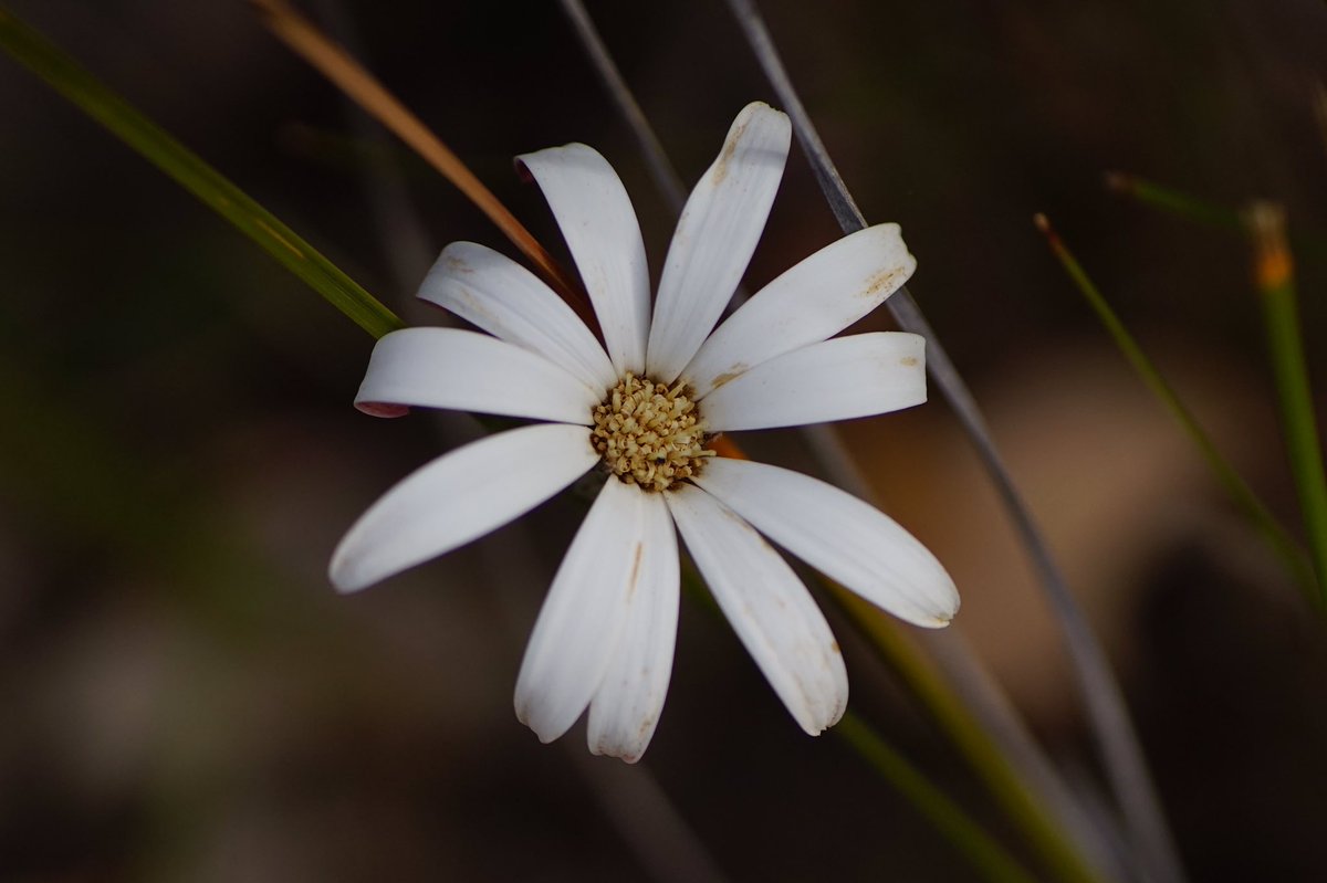 lost_in_botany's tweet photo. #Trichocline spathulata 
One of my favourite native #Asteraceae this one was growing next to a Xanthorrhoea.
This one of the few #Mutisieae tribe (Gerbera tribe) members native to West Australia that I know of! https://t.co/UfYyX6eHMr
