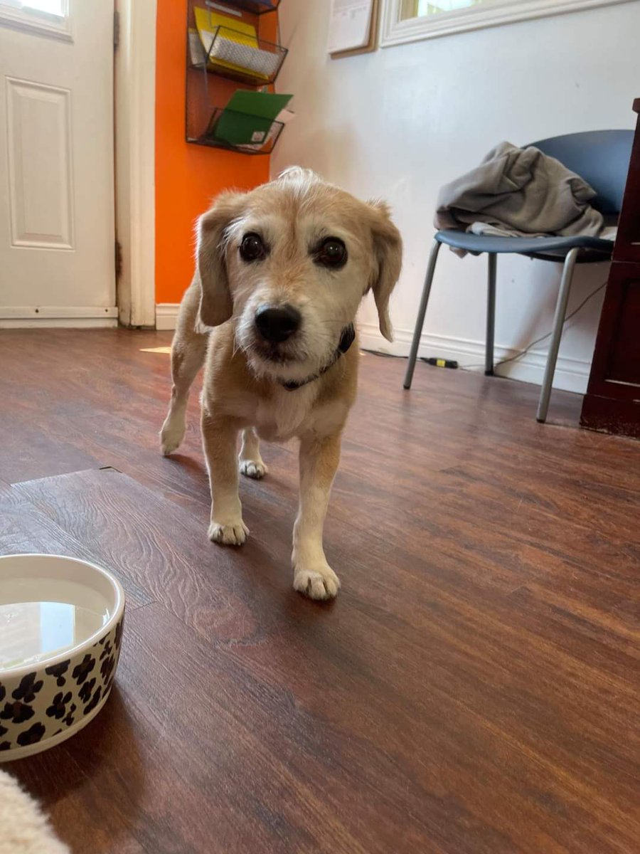 SPCAStJohns's tweet photo. Have you seen me??!!! 

I slipped my collar about almost 2 hours ago and was last seen around Jack Byrne Arena! There are people out looking for me currently in that area. If you or anyone you know has seen me please contact 709-697-0540. https://t.co/xxKd98W85Y