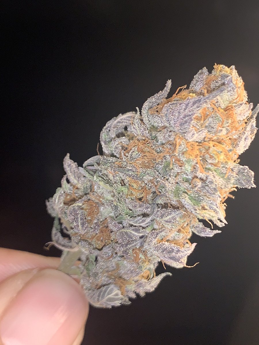 UchibaF's tweet photo. 10th planet grown by me bred by ethos genetics. She was harvested at day 70 and has been curing about 4 days and I can already tell this is gonna be some killer smoke #uchibafarms #sharingansage #biguchiba #growyourown #homegrown https://t.co/iksM2tEHfw