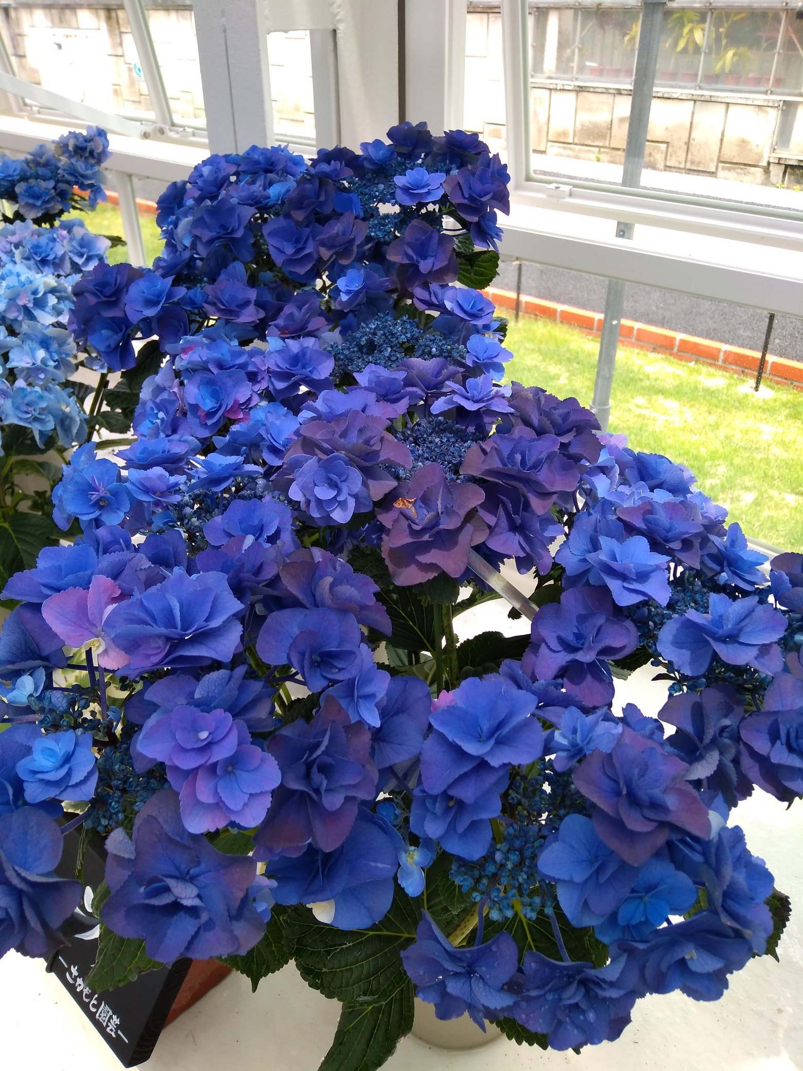 珍しい色 Twitter Search Twitter