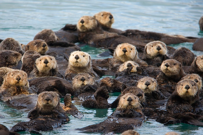 On land a group of otters is called a 'romp', but at sea they're called a 'raft'.