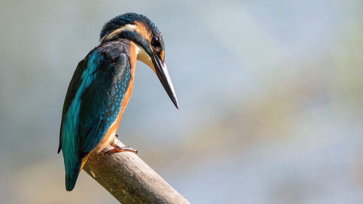 LOVENAT70982994's tweet photo. Common kingfisher https://t.co/YrbtyOpXYy