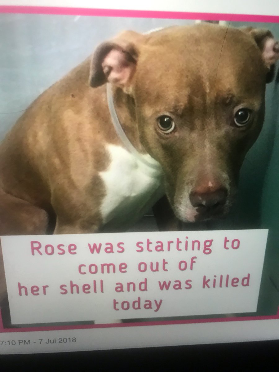 GiveLuckyBack's tweet photo. Every Saturday I TWEET for ROSE the #NYC #Dog who was killed by the #NYCACC shortly after shooting a "Proof of Love Video." I refuse to let her become a statistic. I also invoke her name 2 expose the lie that the Pound doesn't kill adoptable and healthy #Pets like 2 yr old Rose https://t.co/YX4kdwaQd2