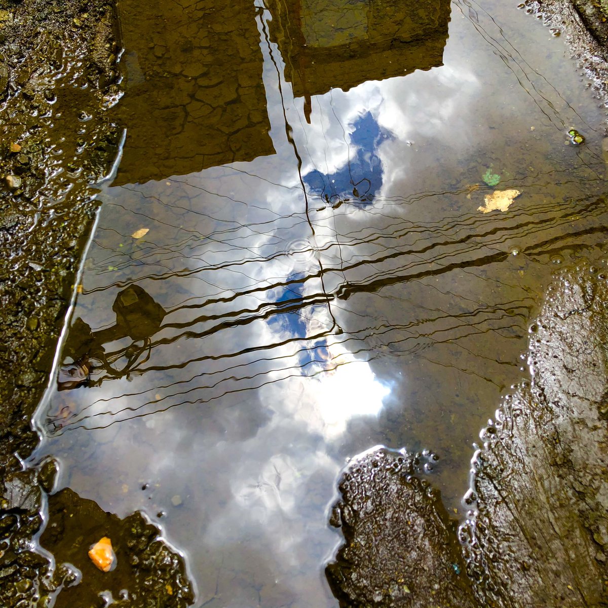 スパイスカレー青藍 現役麻薬取締官の間借りカレー 通称 マトリカレー お店のマスコット犬 はジャーマンシェパード 一度食べたらやめられない止まらない ホワイトカレーが一番人気 高円寺テイクアウト 高円寺ランチ 高円寺カレー 高円寺