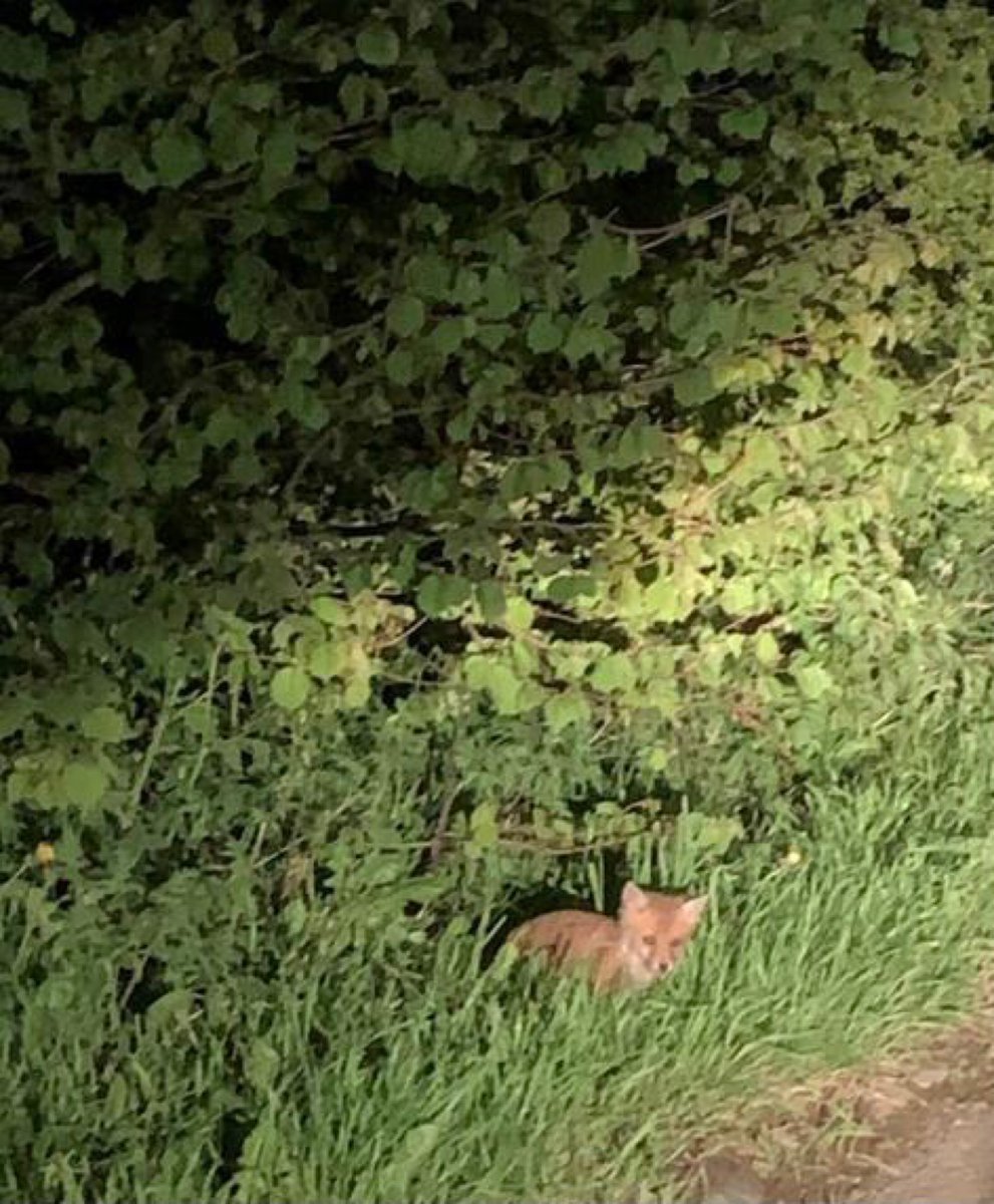 MoorlandsPolice's tweet photo. Local officers have patrolled Caverswall and the surrounding areas this evening. Whilst out on patrol they came across four beautiful fox cubs that were very friendly! #Shift1 #NeighbourhoodActionTeam #RuralPolicing https://t.co/b9NsA7hVmt