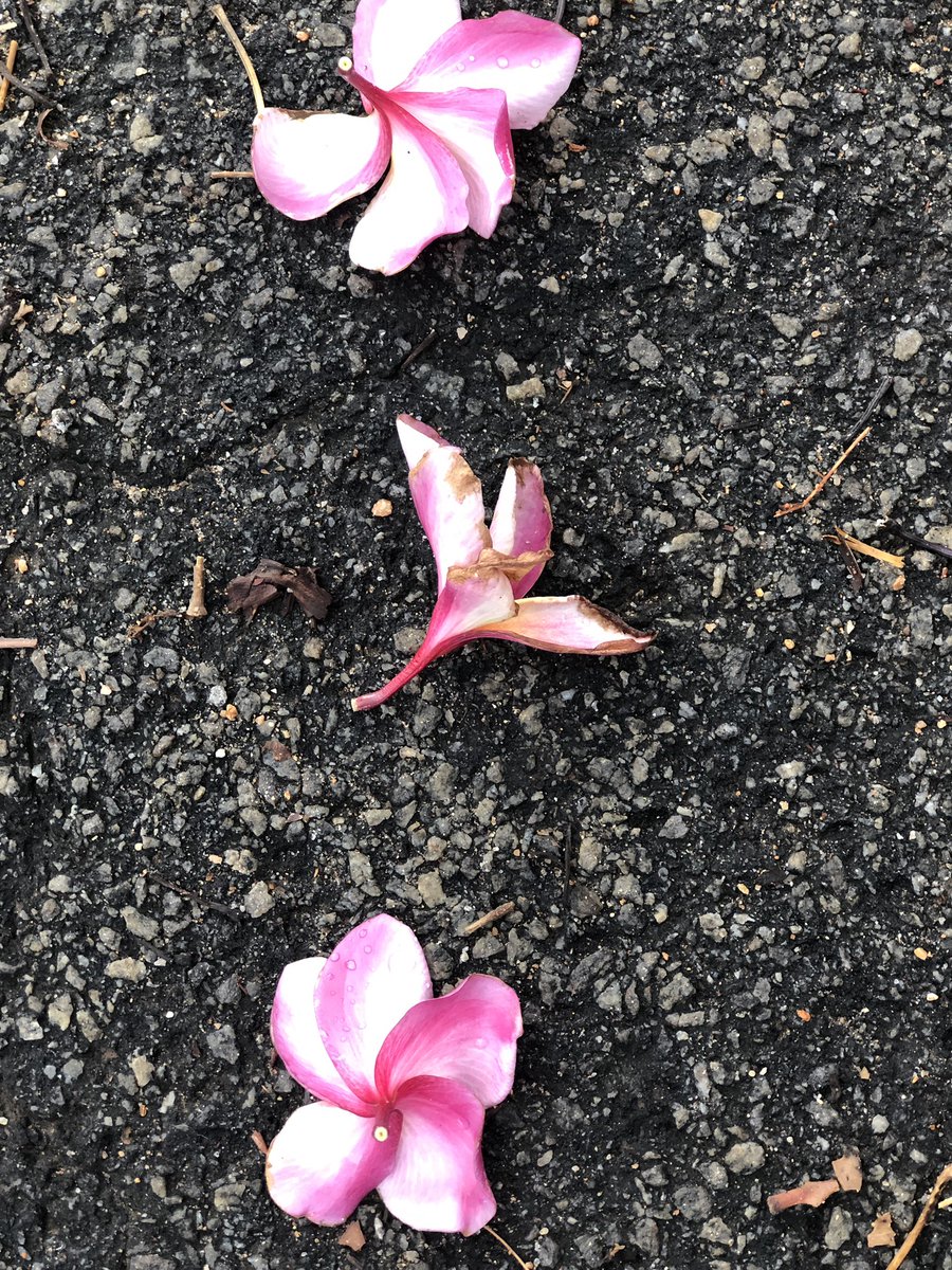 Love her ~~

but leave her wild.~~

💓🌸💓🌸💓

Atticus~~

#fallenflowers #carpetofflowers #Flowers #pinklove #vrupix #shotoniphone #sundayvibes